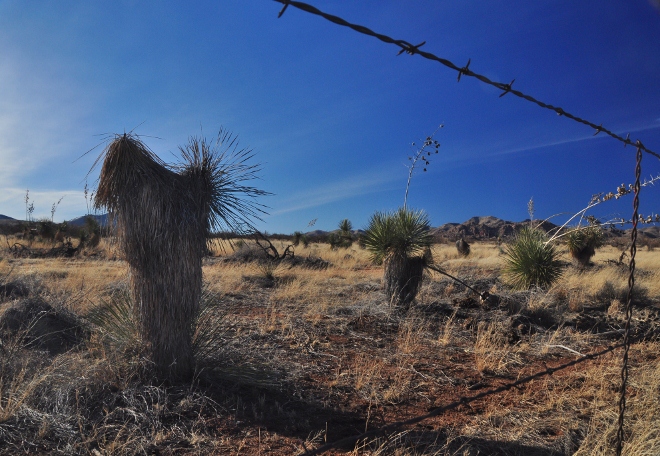 joshua tree in field behind barbed wire